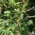 Chamaecyparis pisifera -- Sawara-Scheinzypresse